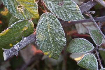 Frost on Blackberry leaves on branch in in the garden. Rubus fruticosus on winter