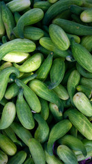 cucumber