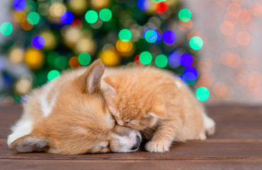 Obraz premium Kitten kisses sleepy pembroke welsh corgi puppy on festive Christmas background