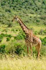 Kenya, Africa, Safari, Sunny day, giraffe walks through the savanna and jungle.