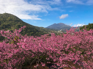 spring cherry blossom season at  Yangmingshan National Park ,taipei taiwan