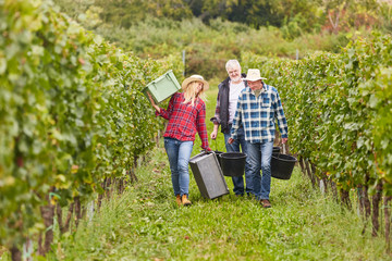 Erntehelfer Team im Weinberg bei der Weinlese