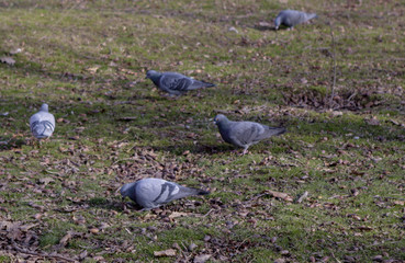 Pigeons and doves graze on the lawn