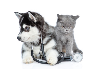 Siberian Husky puppy with stethoscope on his neck lies with a british kitten. isolated on white background