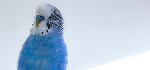 Obraz premium The head of a blue wavy parrot, on a white background.