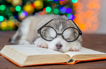 Tiny Alaskan malamute puppy wearing eyeglasses sleeps on the book with Christmas tree on background