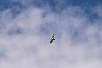Adult rough-legged buzzard flies on a background of blue sky covered with clouds