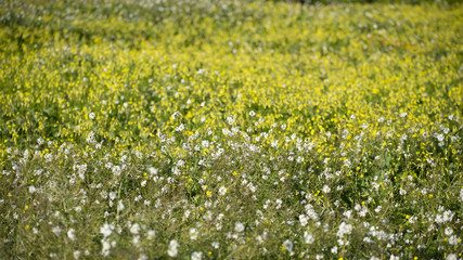 Fototapeta premium Champ de fleurs en Tunisie