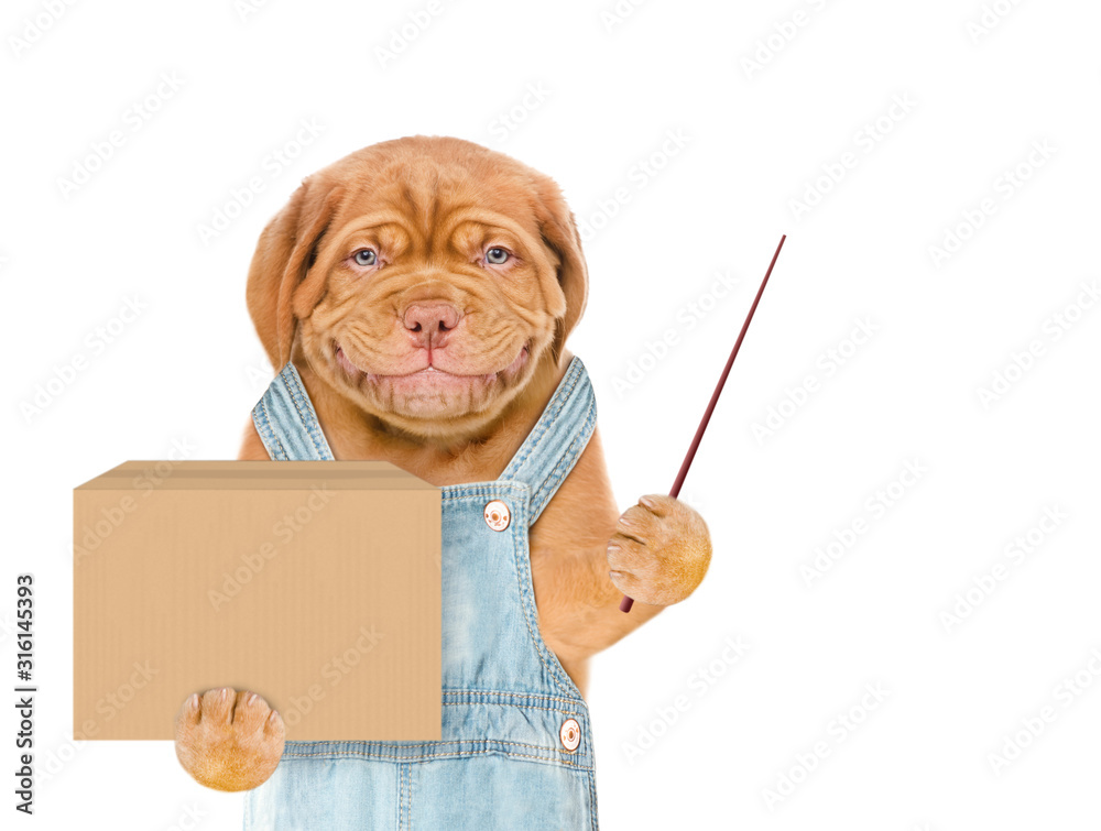 Aufkleber Smiling puppy wearing blue overalls holds big box and points away on empty space. isolated on white background