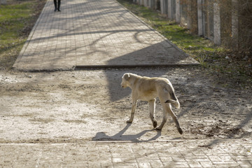 Stray dog ​​on the city streets