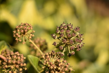Efeu (Hedera helix) - unreife Beeren