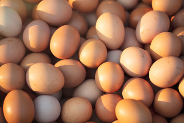 Fresh and organic farm eggs