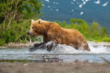 The Kamchatka brown bear, Ursus arctos beringianus catches salmons at Kuril Lake in Kamchatka, running in the water, action picture