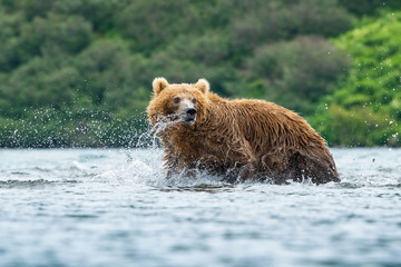 The Kamchatka brown bear, Ursus arctos beringianus catches salmons at Kuril Lake in Kamchatka, in the water