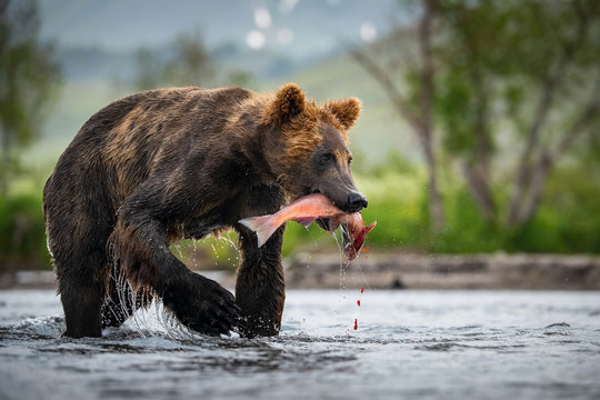 The&nbsp;Kamchatka&nbsp;brown&nbsp;bear, Ursus arctos beringianus catches salmons at Kuril Lake in Kamchatka, in the water