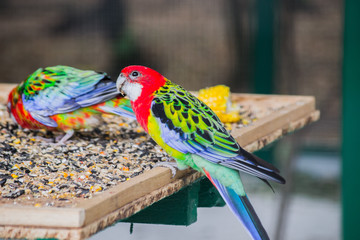 The colorful parrot eats sunflower seeds at the zoo.