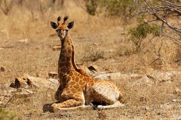 Juvenile giraffe lying down, folded legs under its body while neck is held high. surrounded by dry...