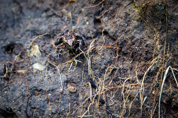 A well camouflaged tiny frog with a brown-black pattern is sitting on muddy soil, South Africa