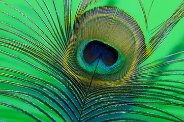 Obraz premium Colorful peacock feather against aqua menthe color background