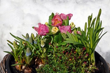 pink primroses, daffodils and another spring flowers in a flower box in snow