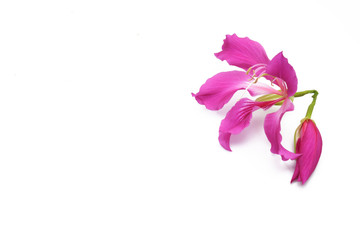 Pink flower isolated on white