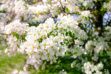 Apple tree in bloom