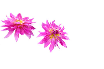 Beautiful pink flowers isolated on white