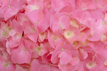 Obraz premium Top view beautiful pink flowers for background