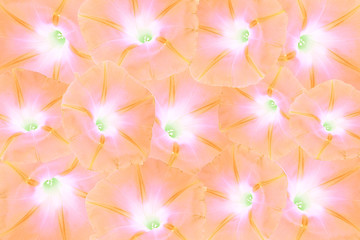 Pattern of beautiful pink flowers for background