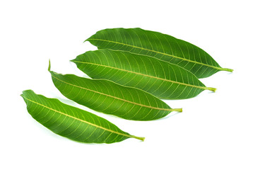 mango leaves isolated on white background.