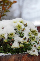 spring flowers covered in snow