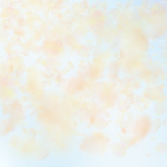 Yellow orange flower petals falling down. Indelibl