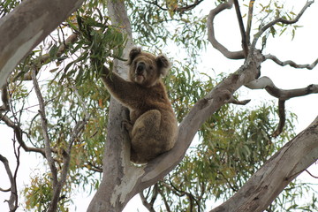 Fototapeta na wymiar koala on tree