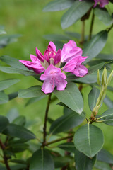 Pontic rhododendron