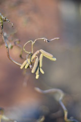 Kätzchen an einer Korkenzieherhaselnuss