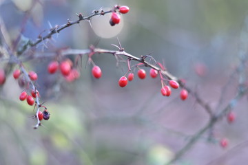 Fototapeta na wymiar Rote Beeren einer Berberitze