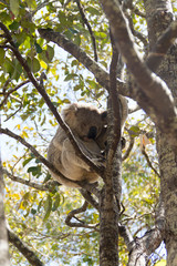 Koala on Magnetic Island