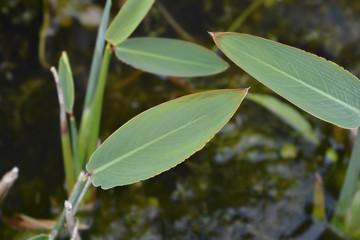 Powdery alligator-flag