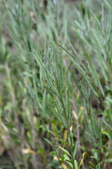 Wallflower Blood Red Covent Garden
