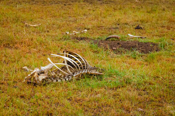Fototapeta na wymiar Kenya, Africa, gnawed bones and horns of a eaten animal