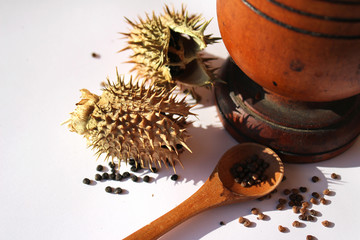 Datura stramonium, Jimson weed, pods and seeds on white background