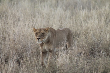 Lioness on the hunt