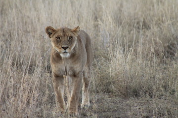Obraz na płótnie Canvas Lioness on the hunt