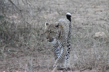 Leopard on the hunt in the wild