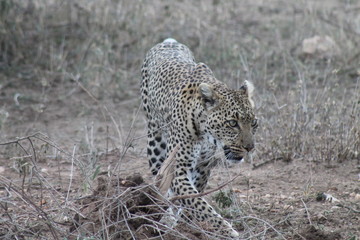 Leopard on the hunt in the wild