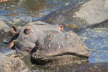 Hippo in the wild in pool
