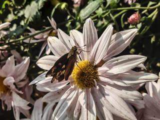 Obraz premium Grey color butterfly sits on the white flower.