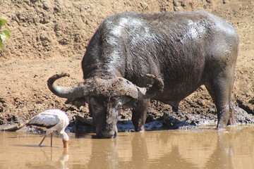 Obraz premium Buffalo in the wild with bird
