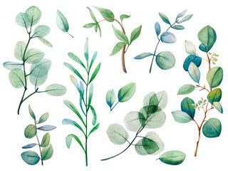  Watercolor eucalyptus leaf set. Floristic design elements for floristics. Hand drawn illustration. Greeting card. Floral print. Plant painted background. For postcards, greetings, cards, logo.  - 316152382