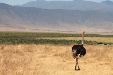  ostrich in the wild in Africa